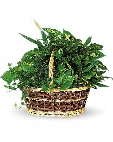 Large Plant Basket