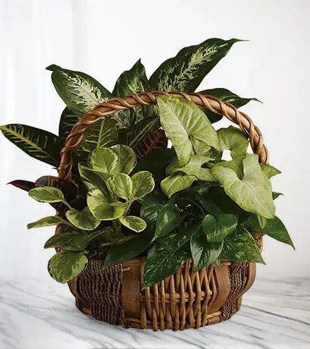 Emerald Garden Basket