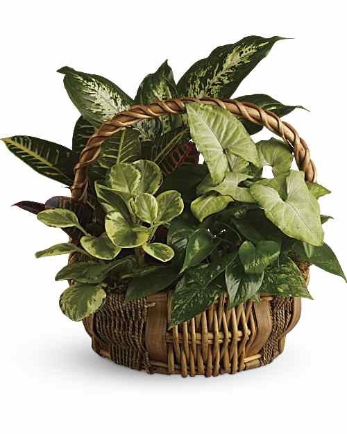 Garden Planter Basket