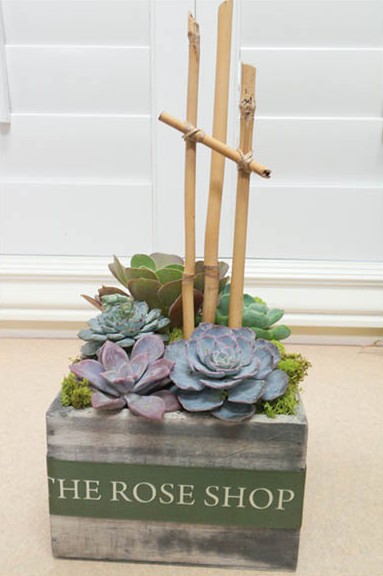 Succulent with Bamboo